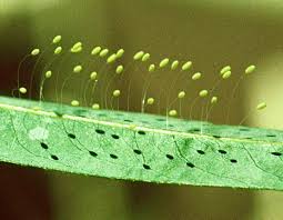 Lacewing eggs on thin protective fibers