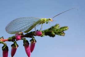 One of the prettiest beneficial insects in our gardens
