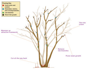 041105308_pruning_lagerstroemia_xlg