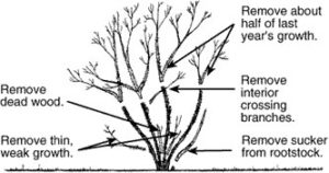 pruningdiagram
